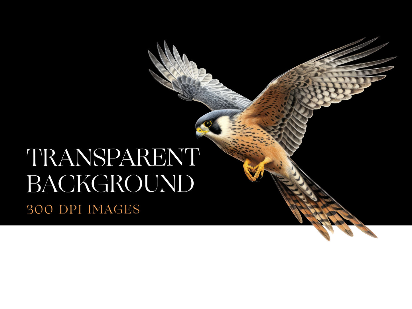 Falcon PNG