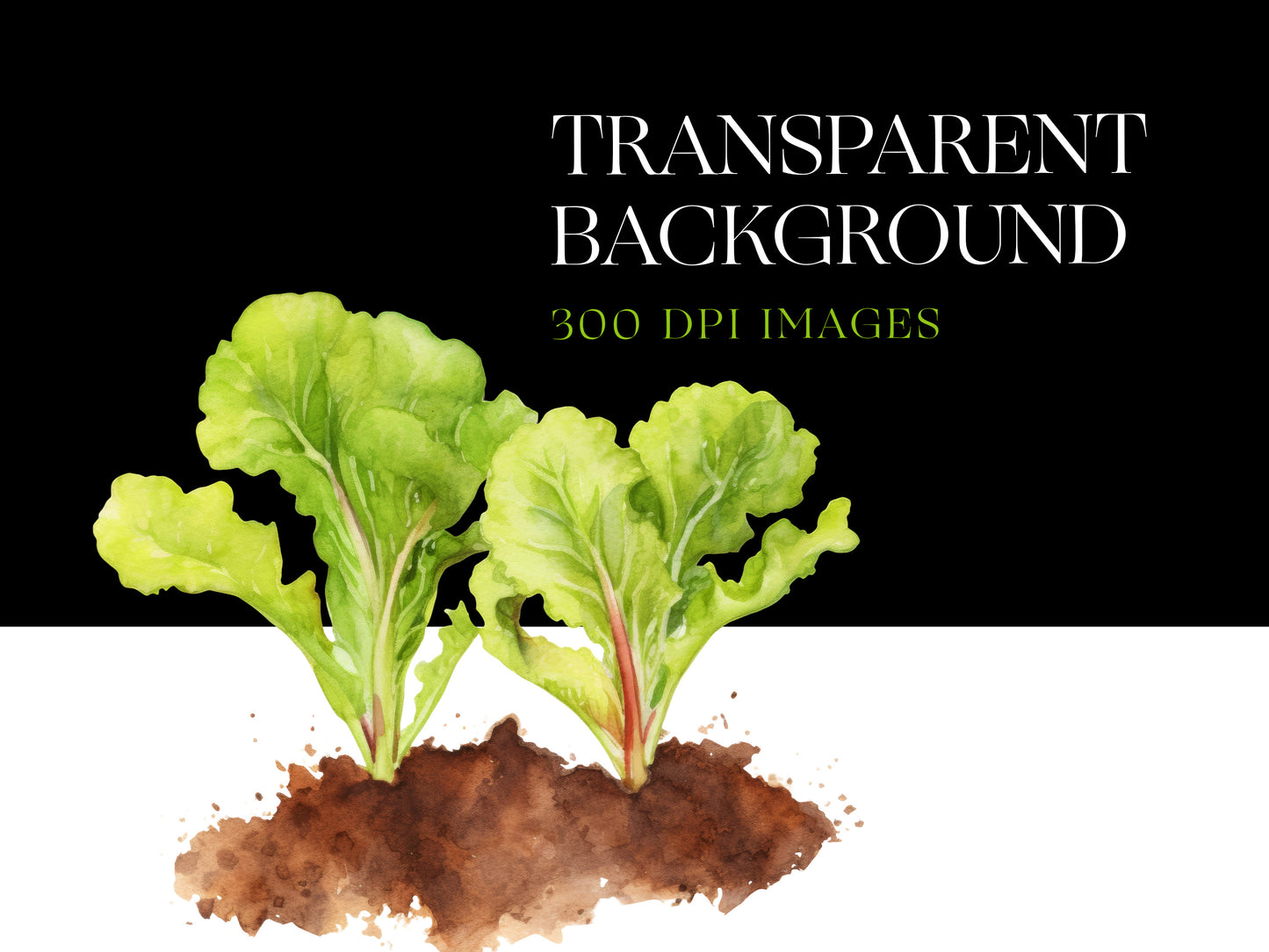 Garden Vegetable PNG