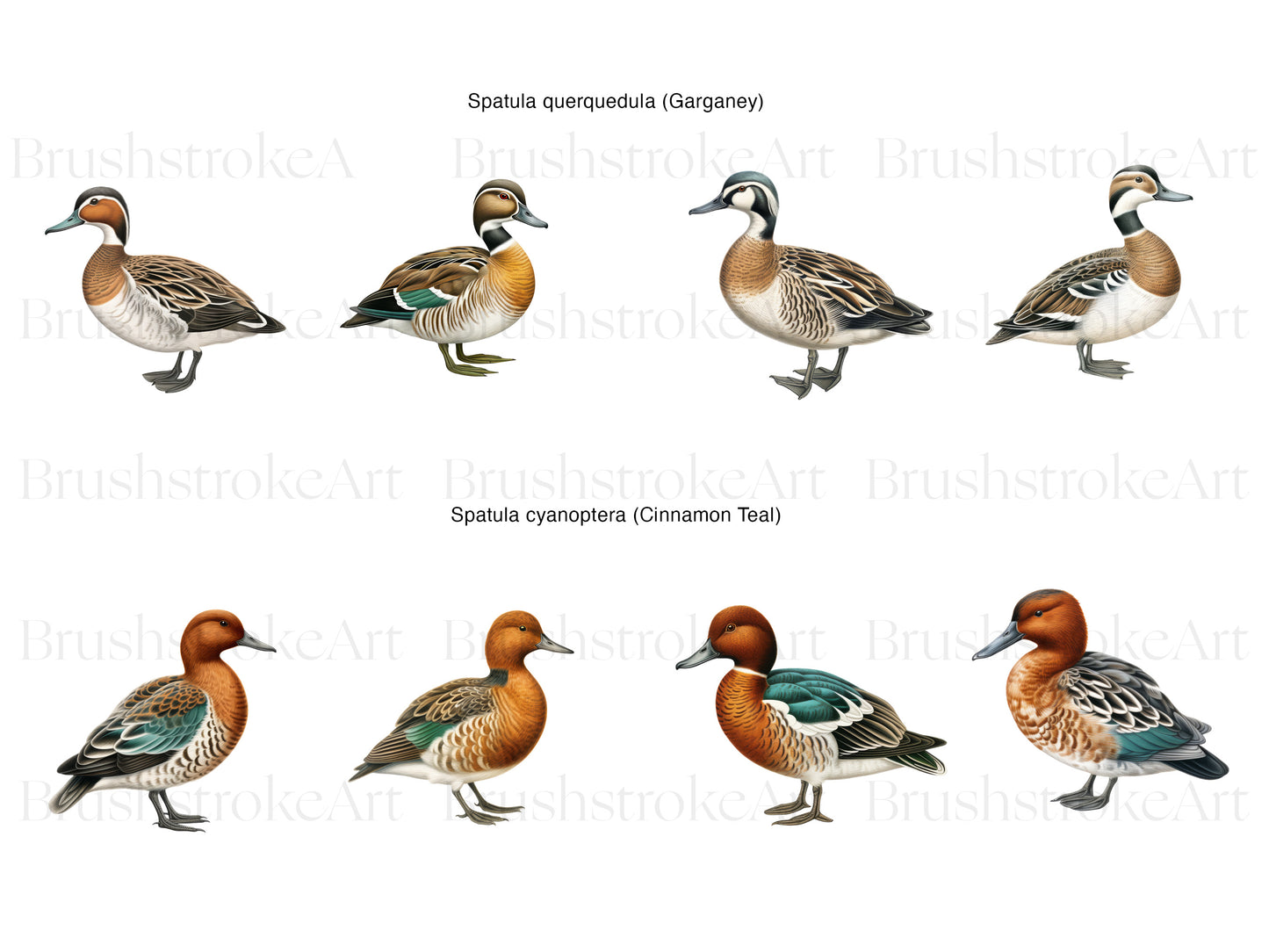 Garganey