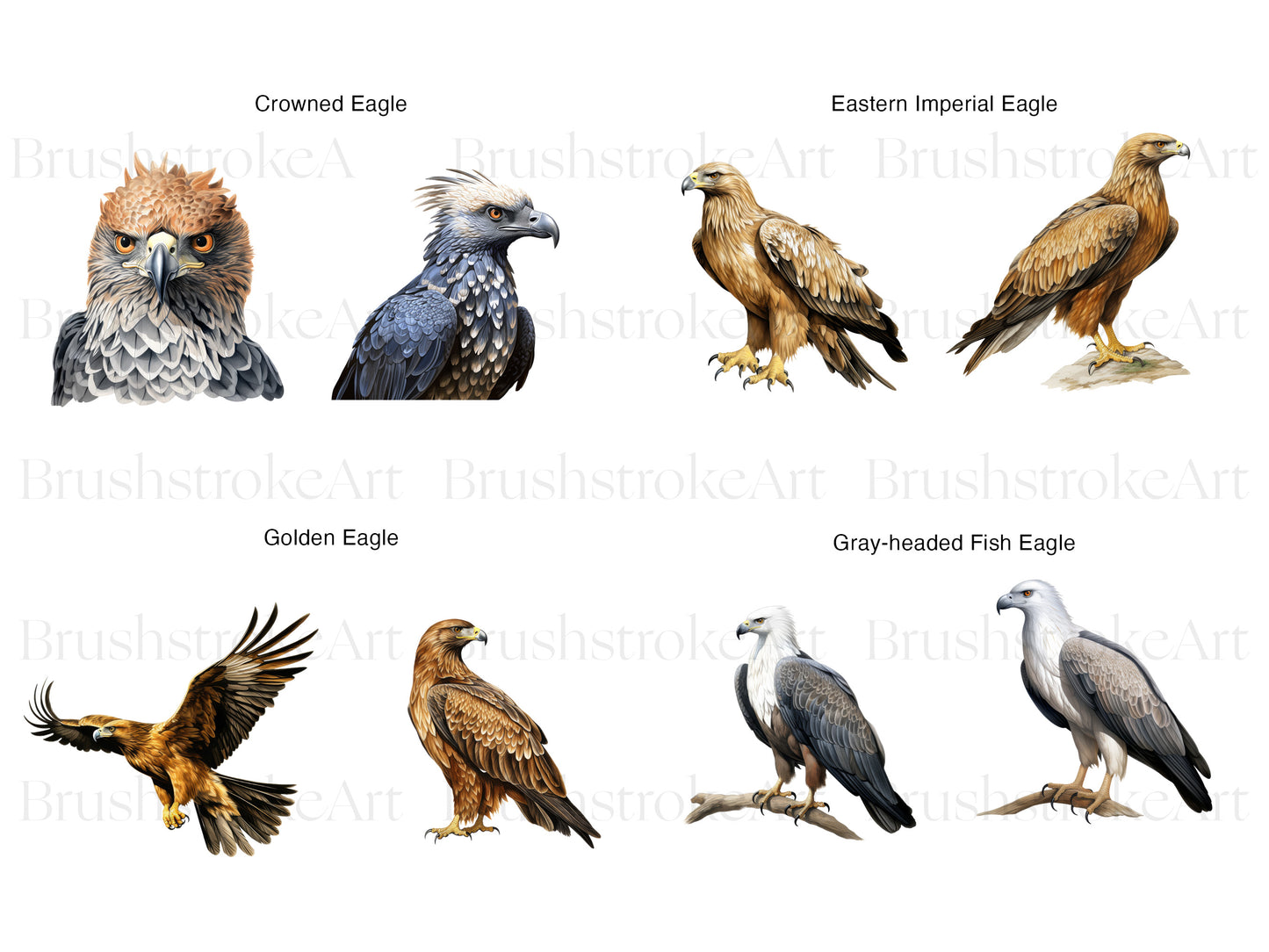 Golden Eagle