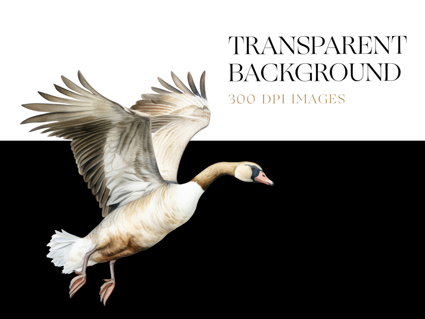 Goose PNG