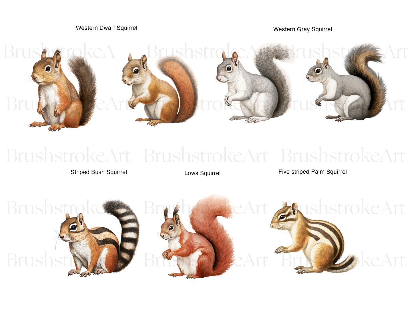 Gray Squirrel PNG