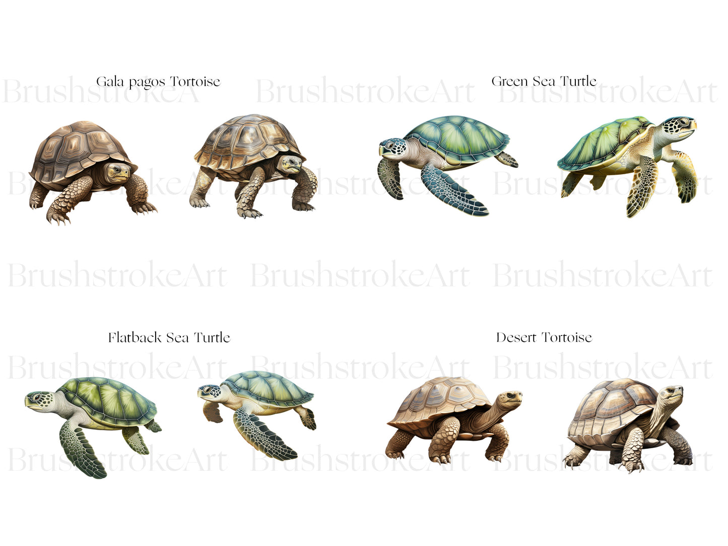 Green Turtle