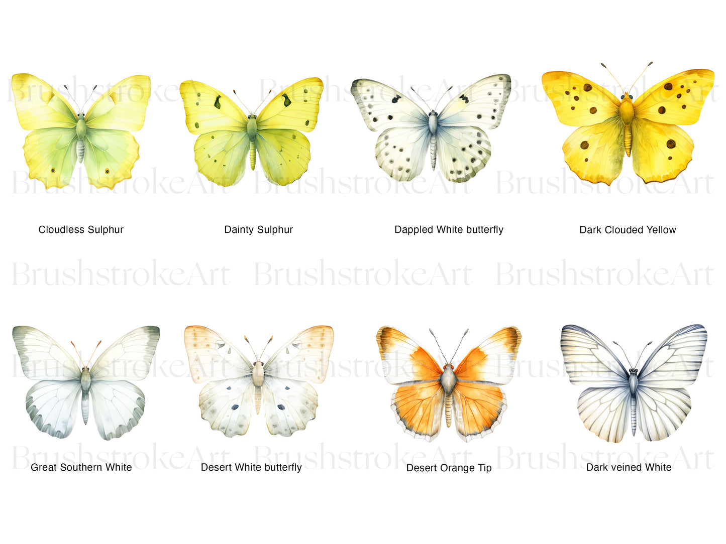 Green Veined White