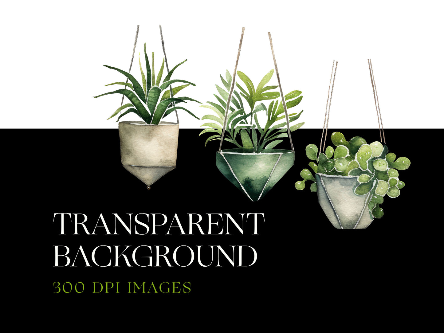 Hanging Plant Png