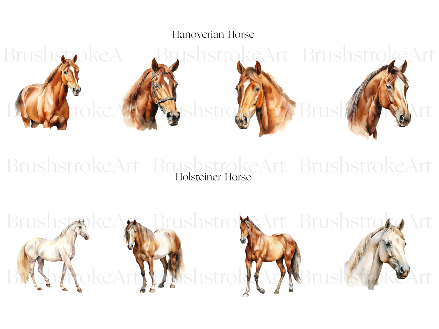 Hanoverian Horse