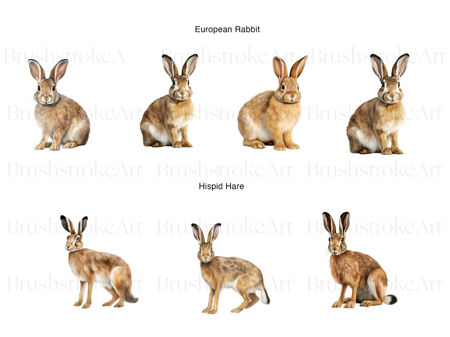 Hare Clipart