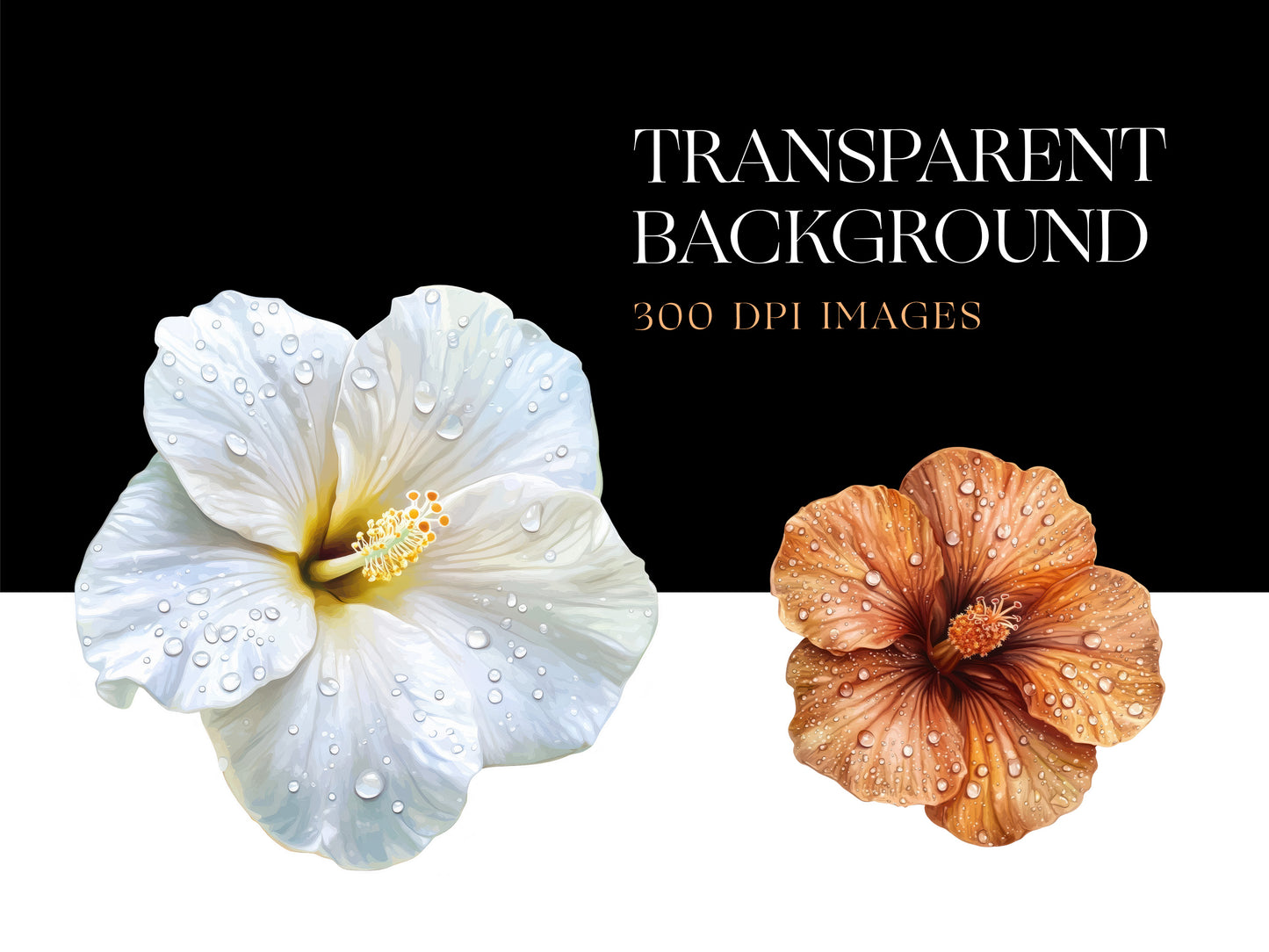 Hibiscus PNG