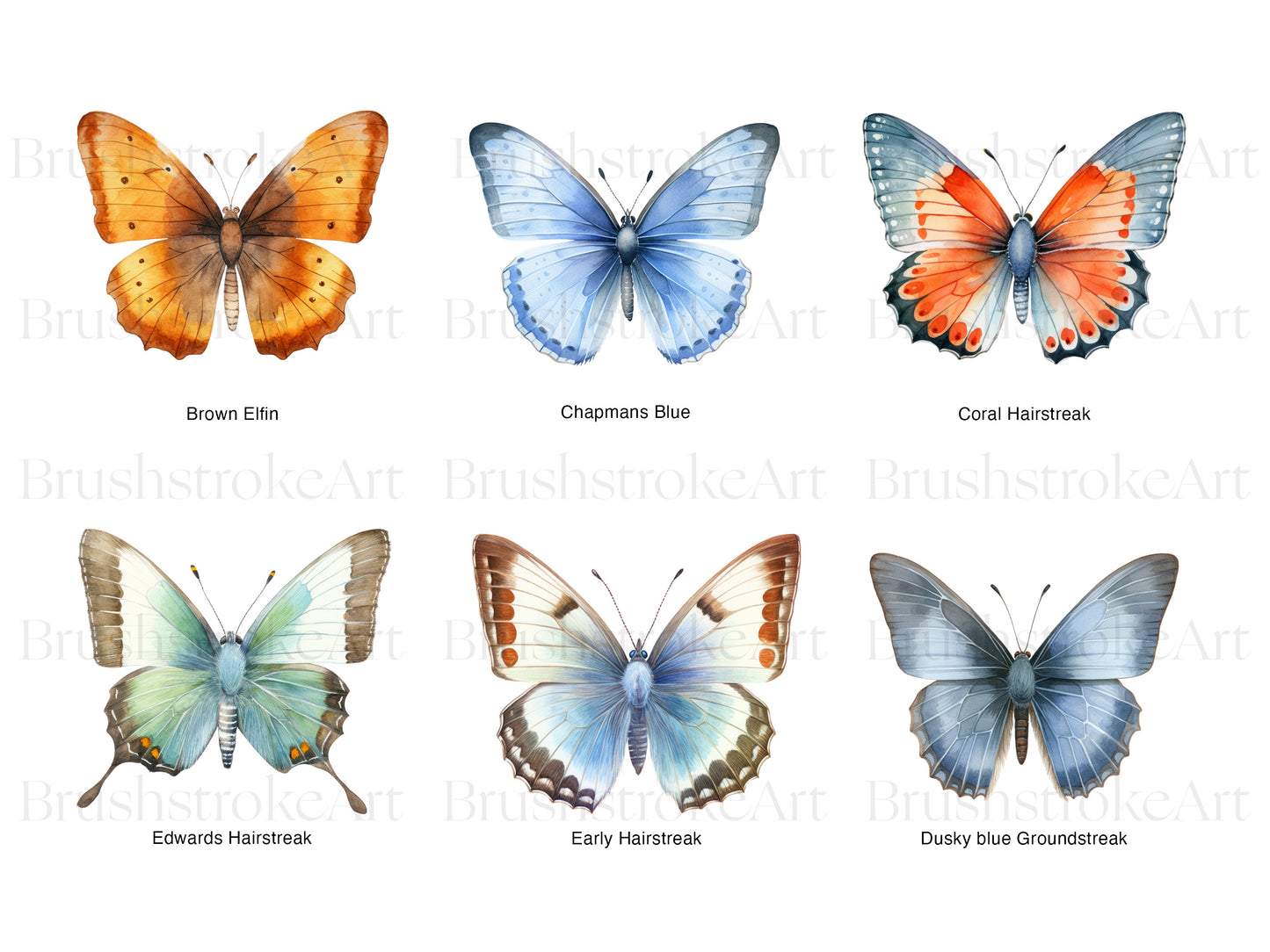 Holly Blue Butterfly