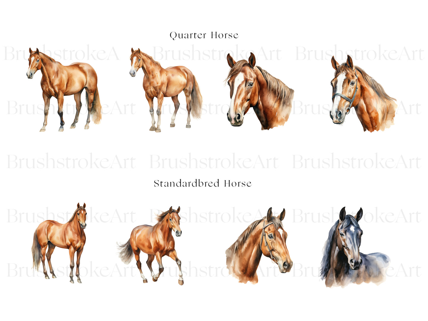 Horse Breeds