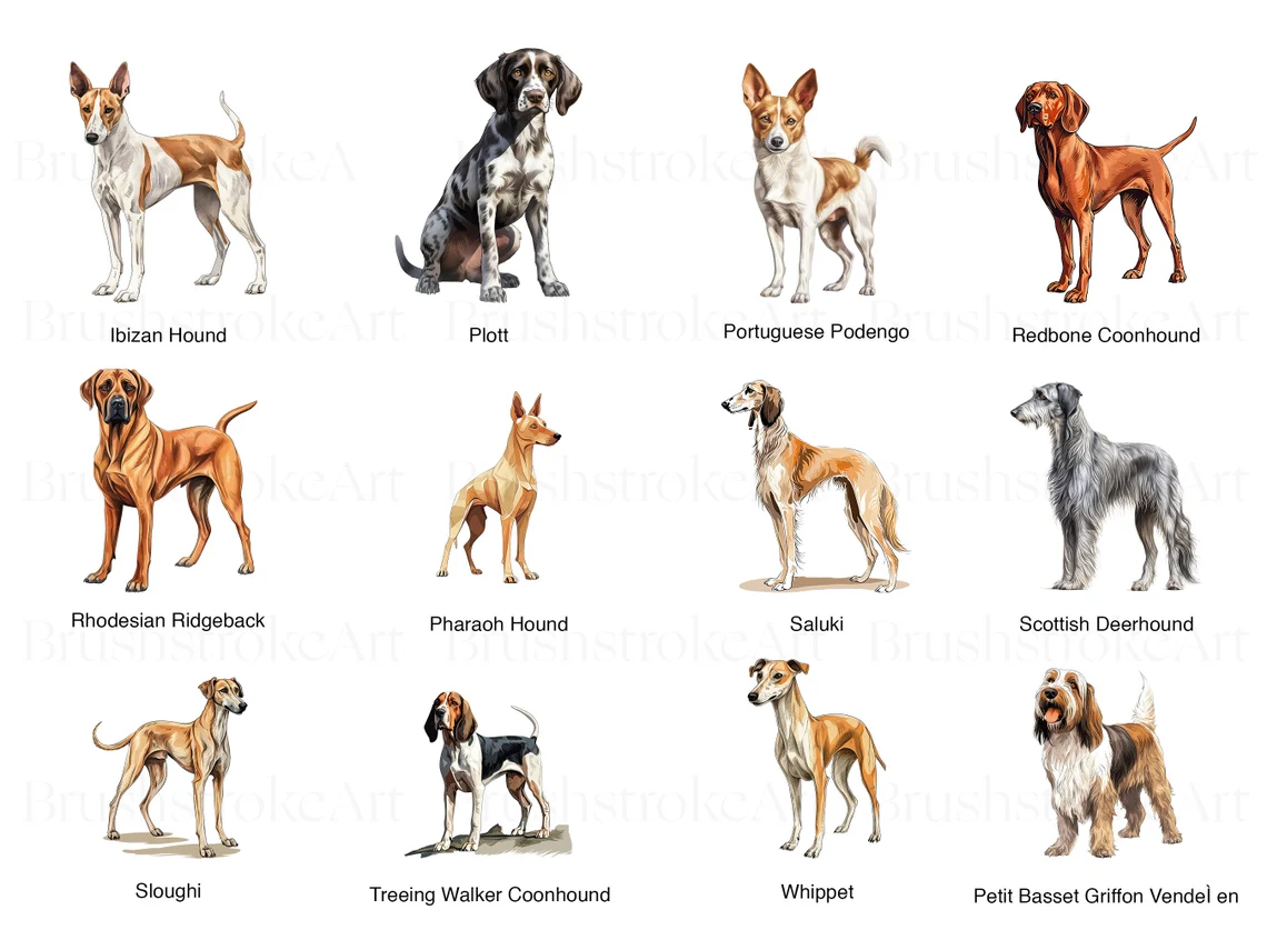 Hound Clipart