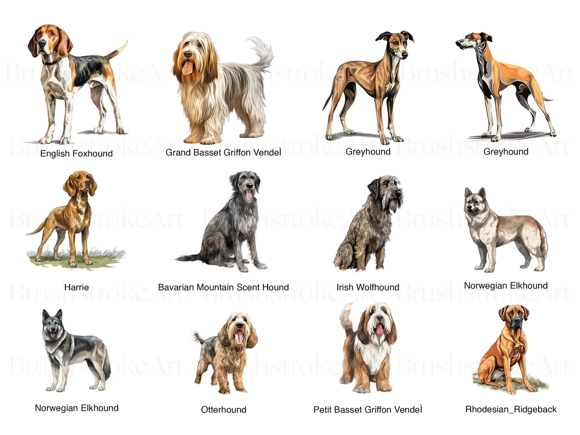 Hound Images