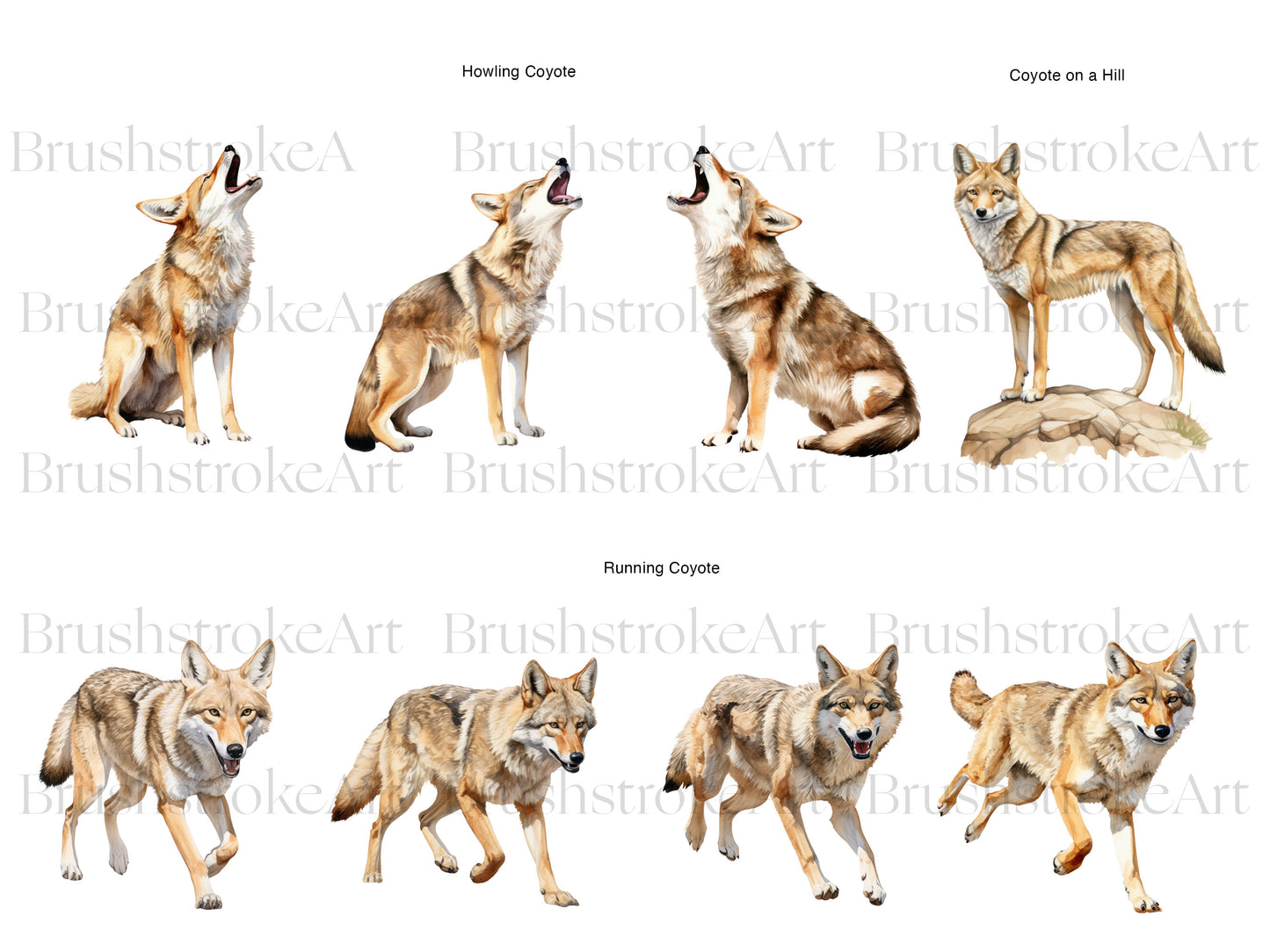 Howling Coyotes
