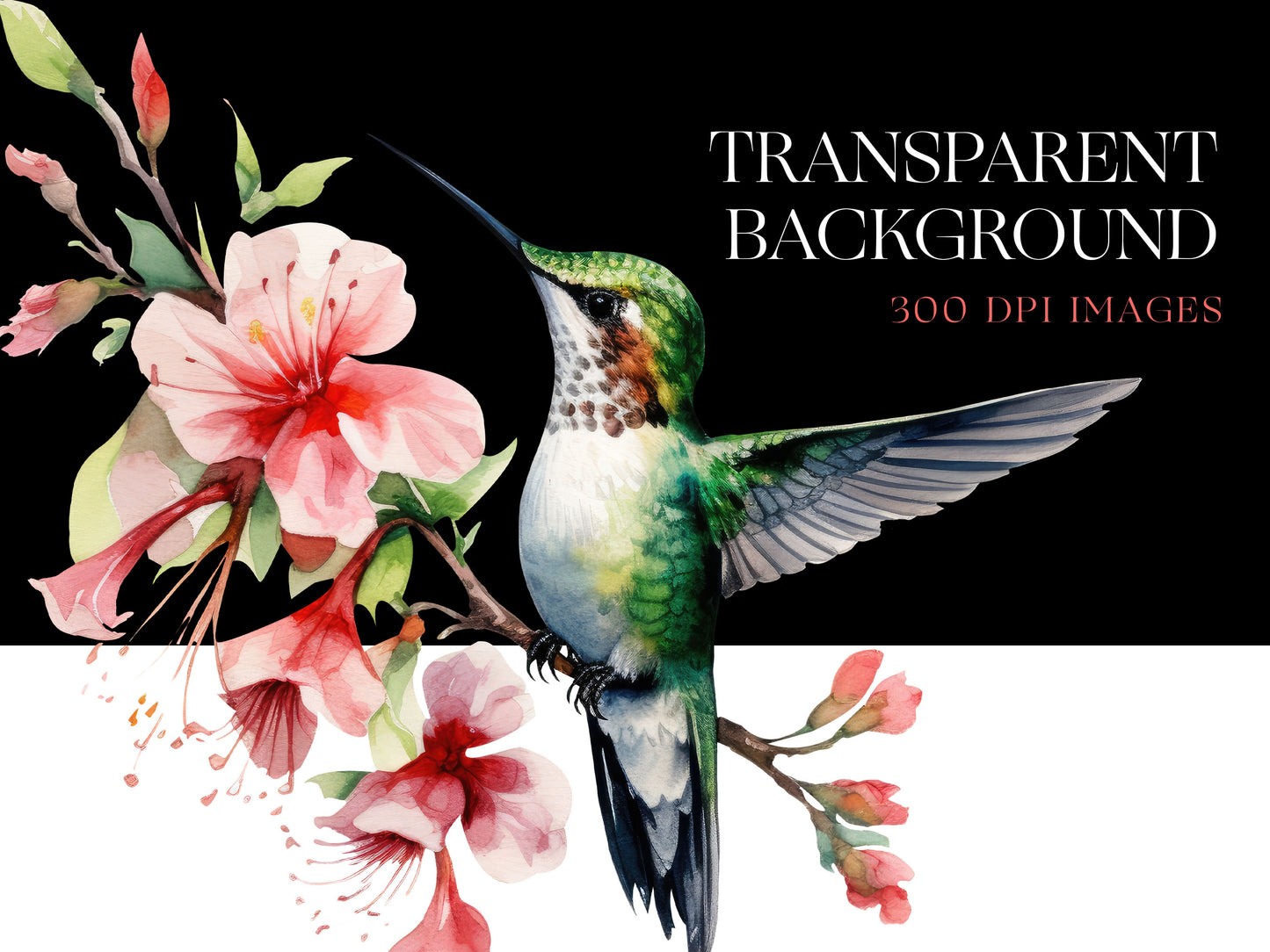 Humming Bird PNG