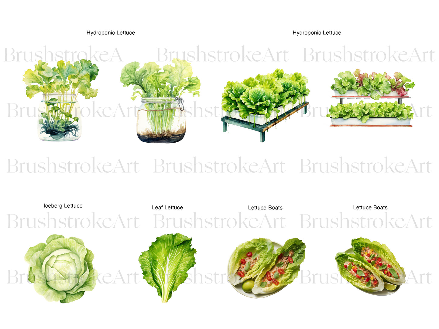 Iceberg Lettuce