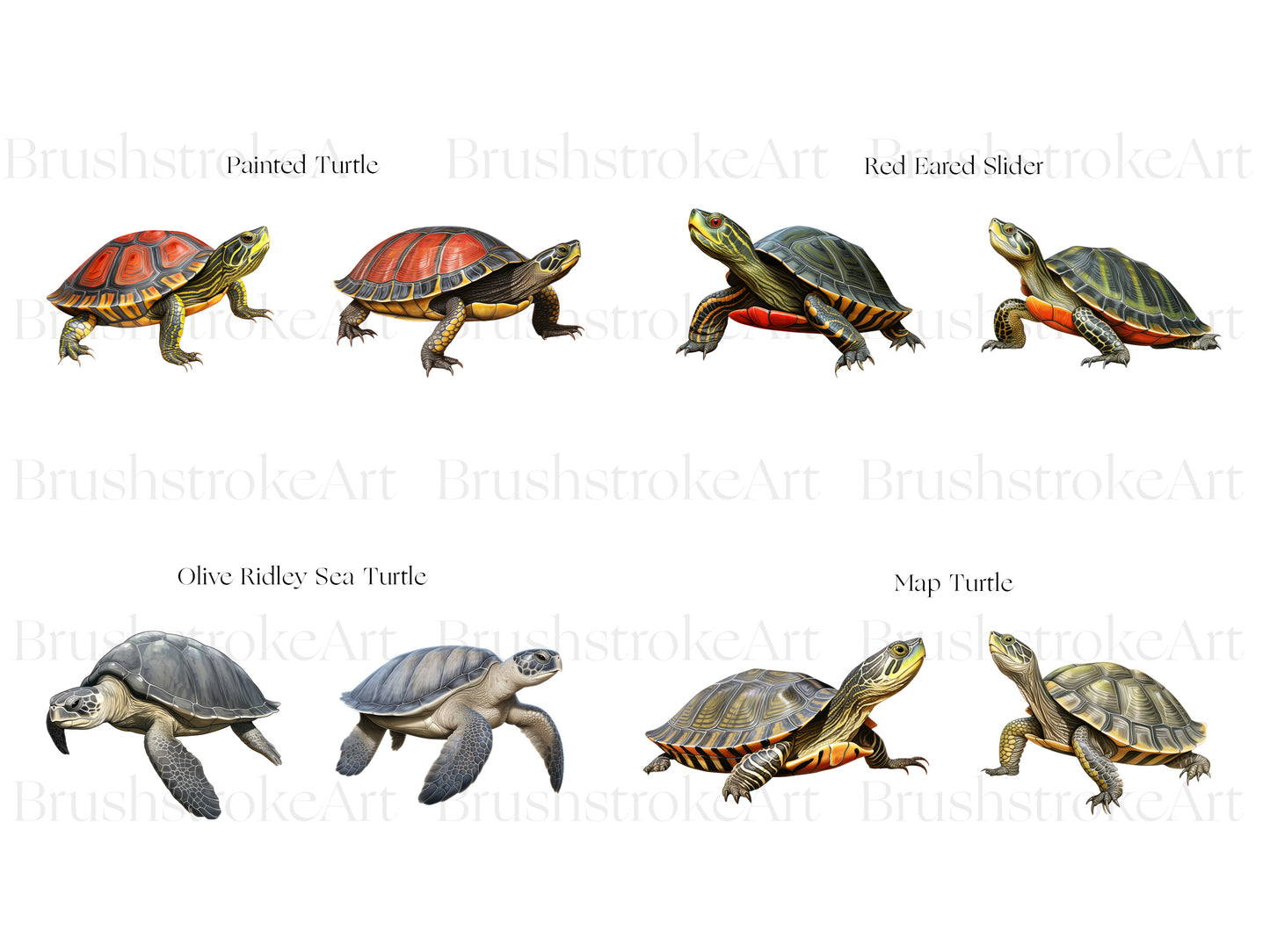 Kemp Ridley