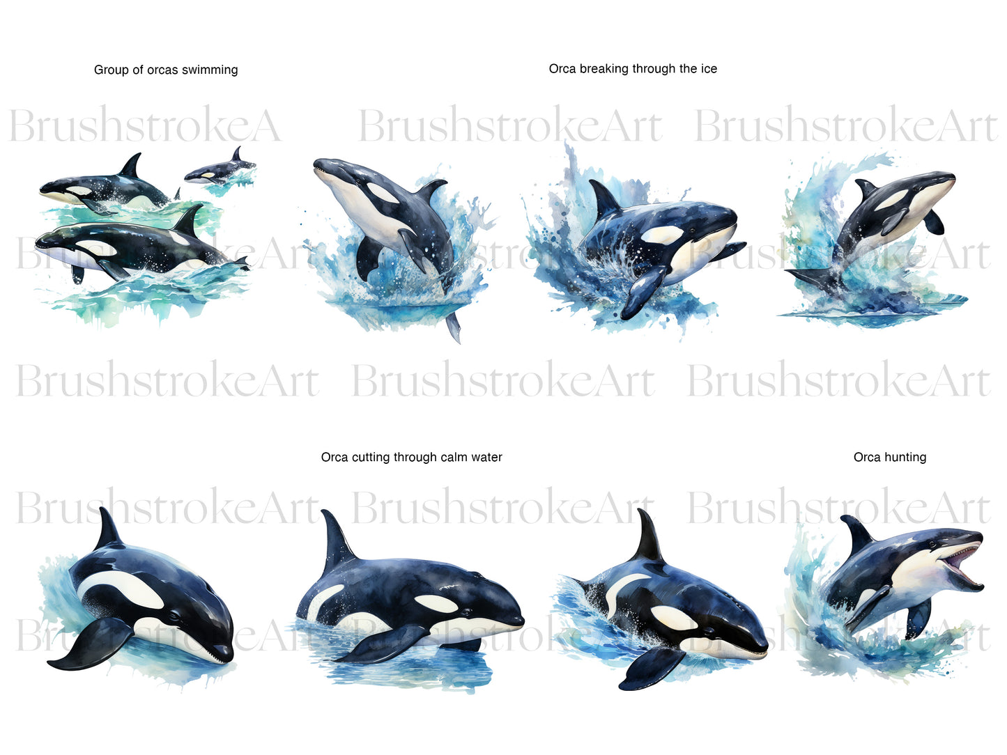 Killer Whale Clipart