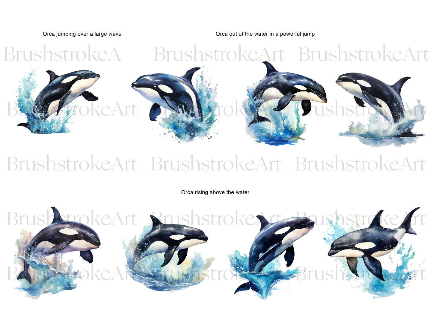 Killer Whale PNG