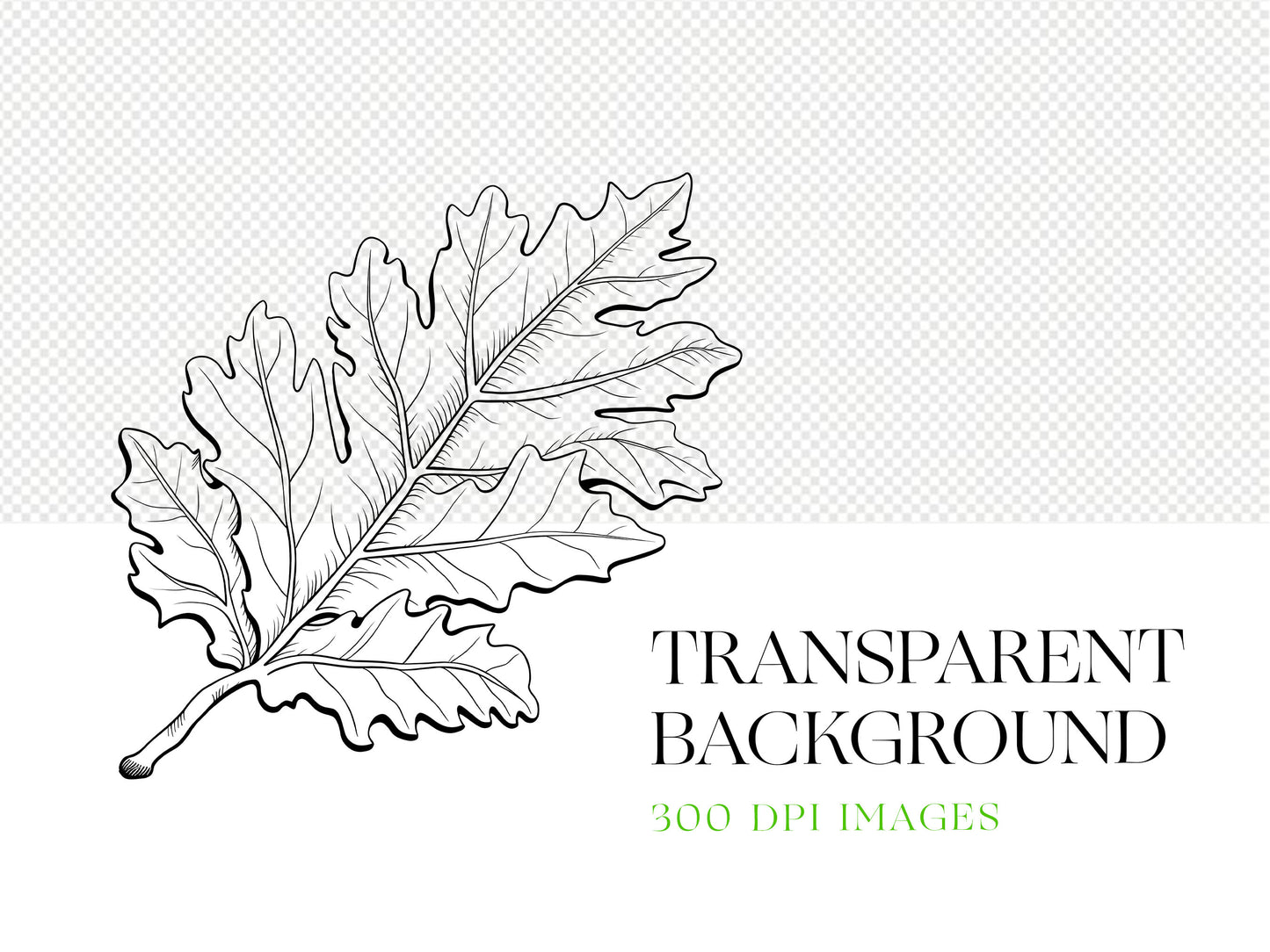 Leaf PNG