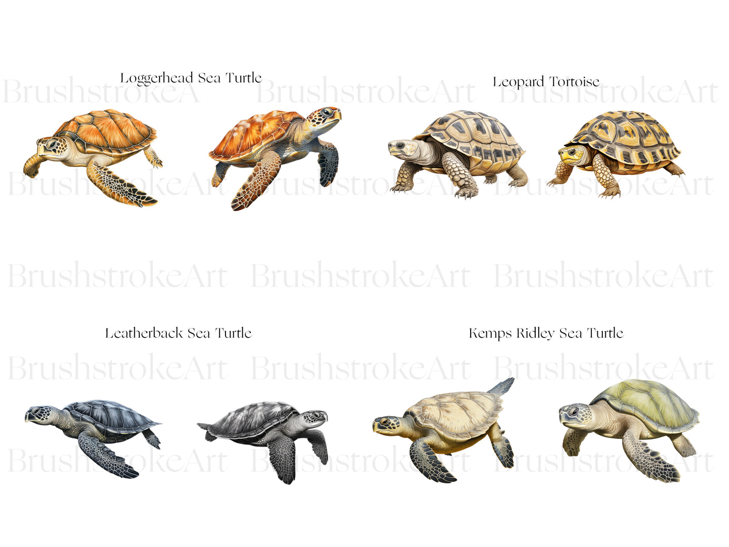 Leatherback Turtle