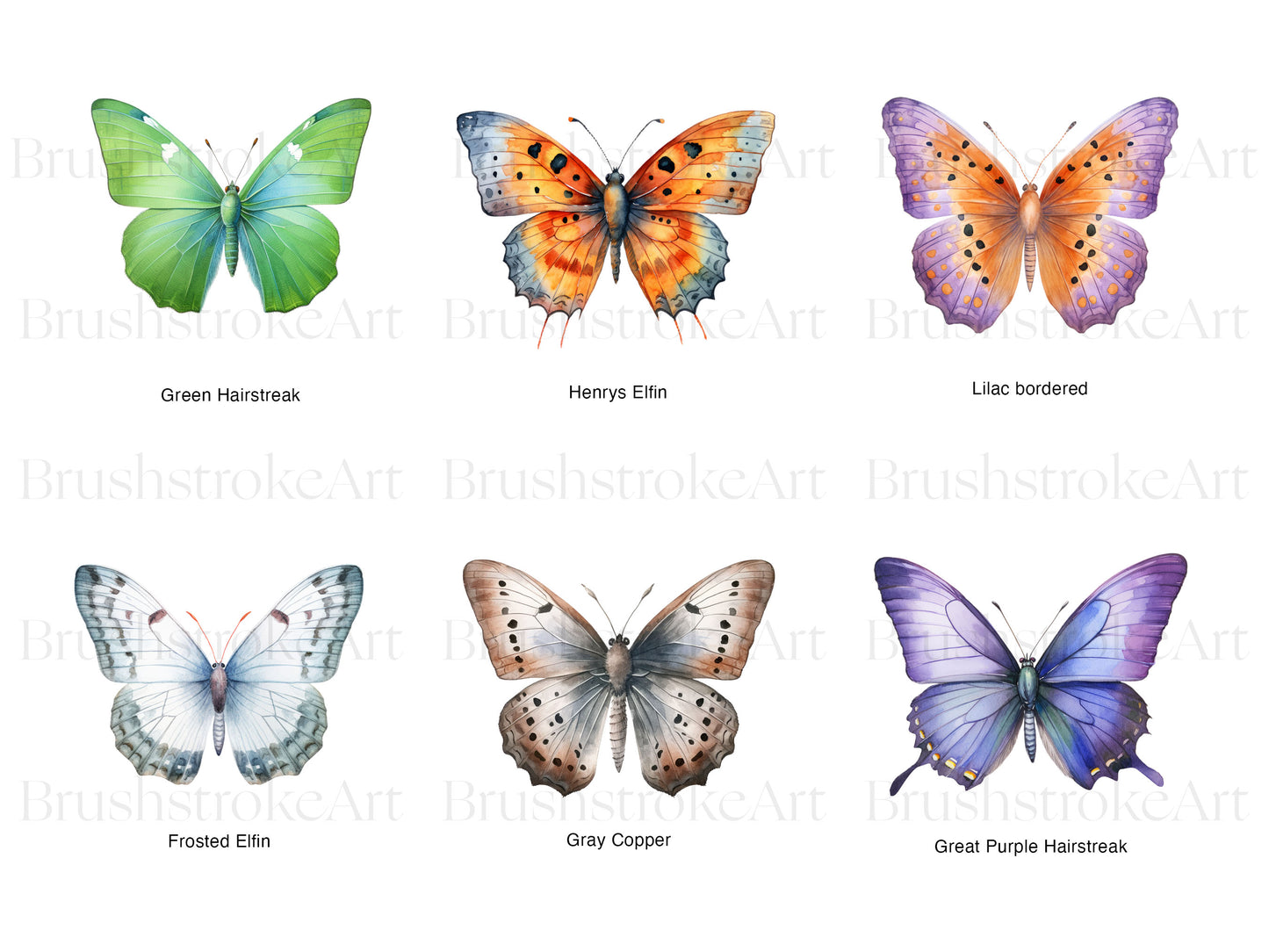 Lepidoptera Clipart