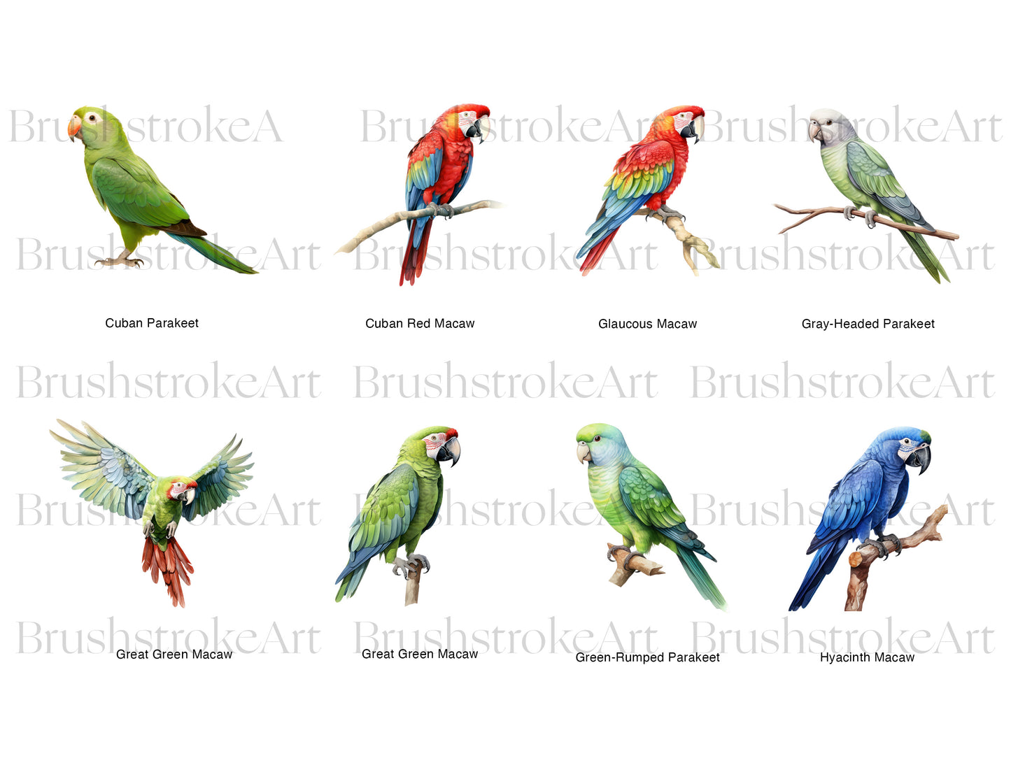 Macaw Parrot PNG