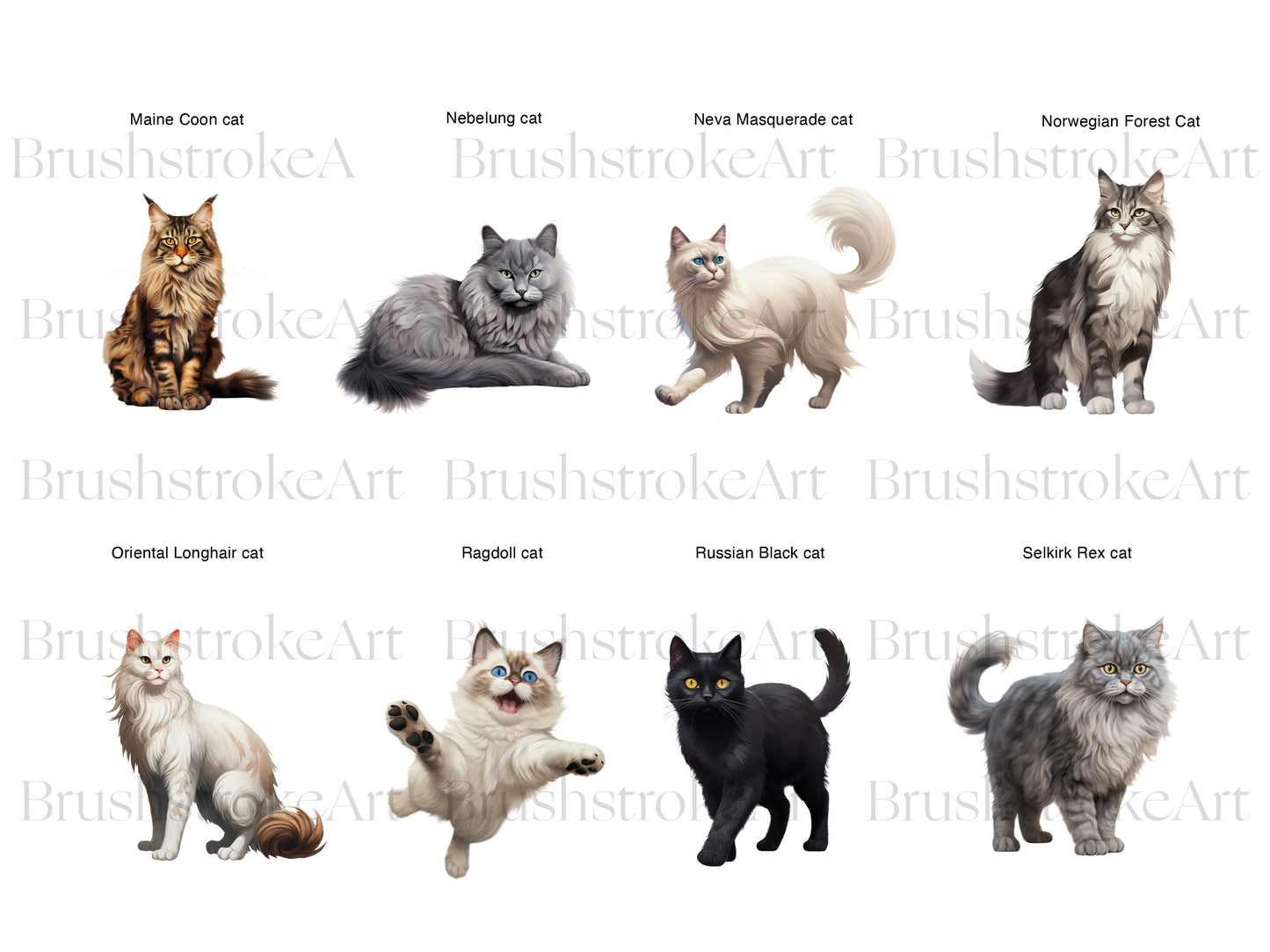 Maine Coon