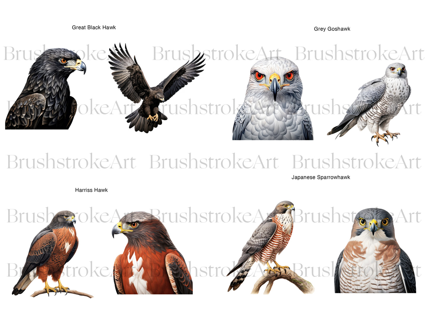Majestic Hawk