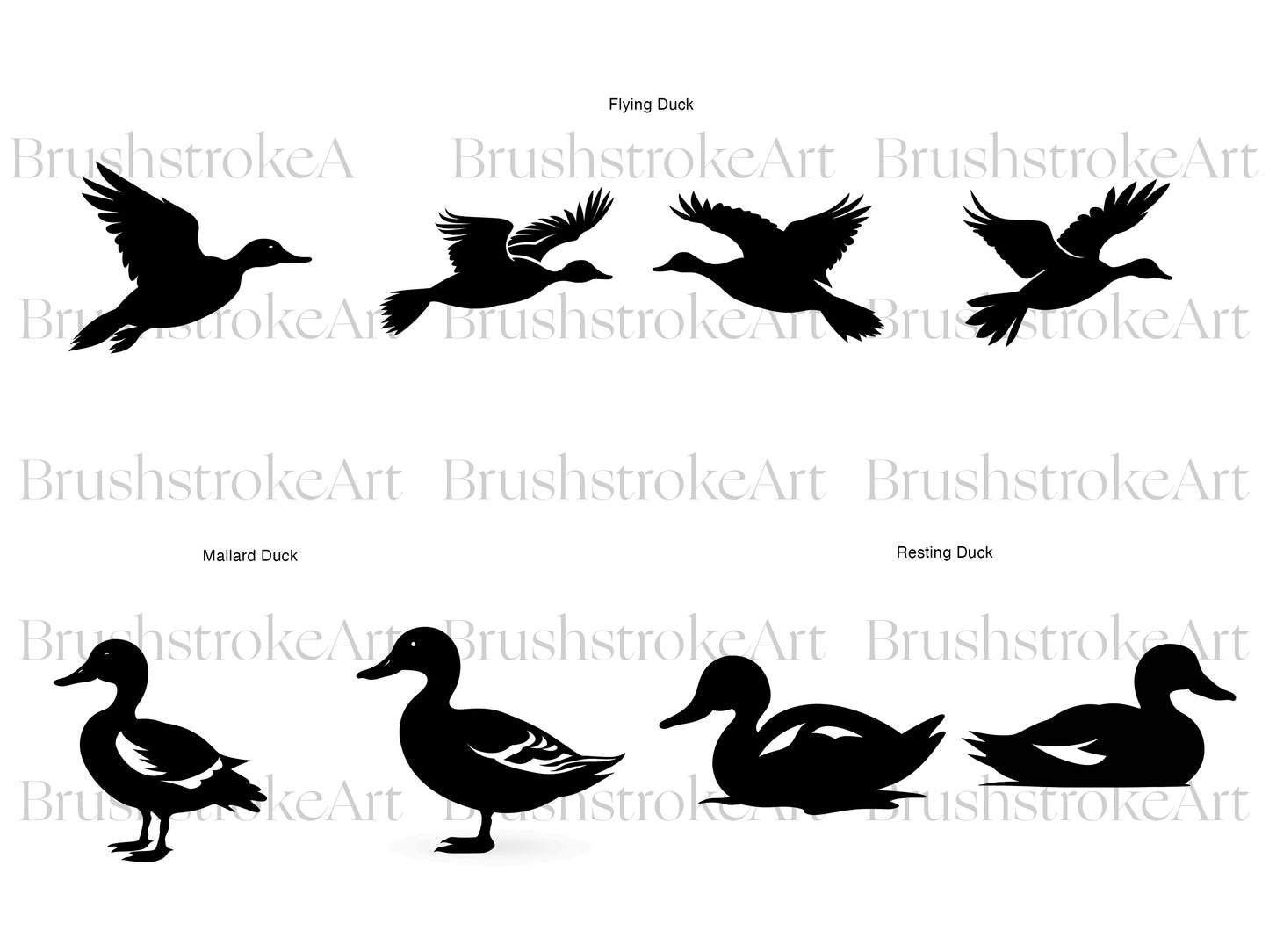Mallard Duck