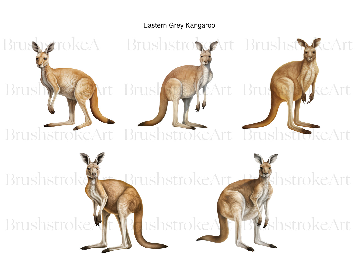 Marsupial