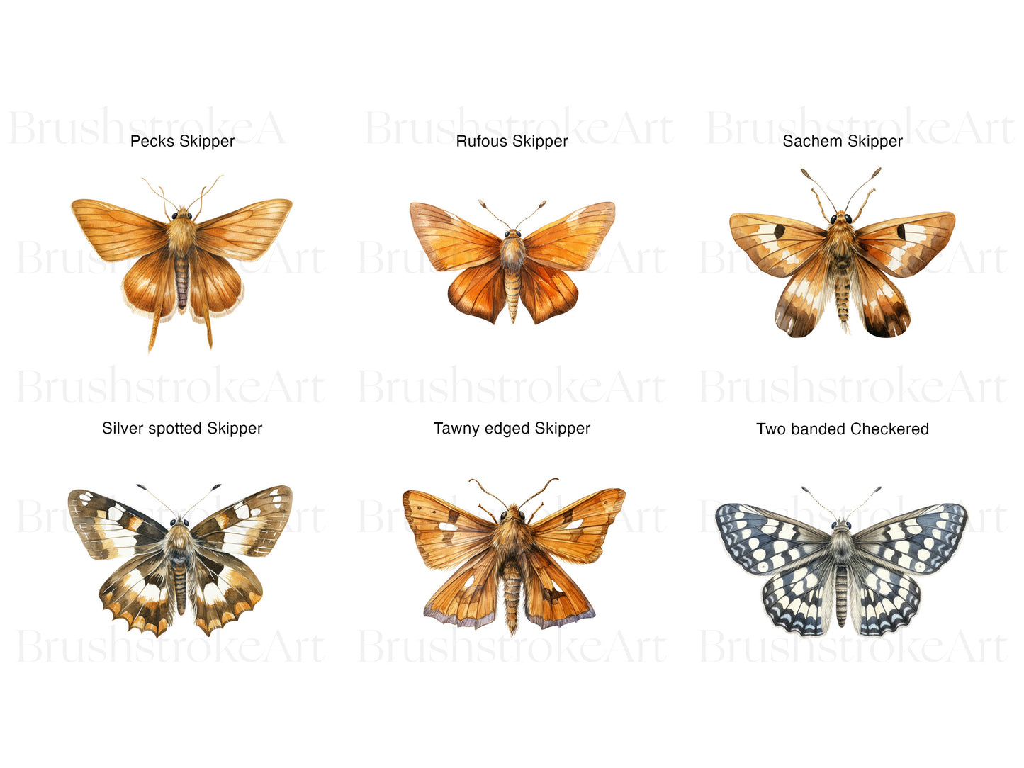 Monarch Butterfly