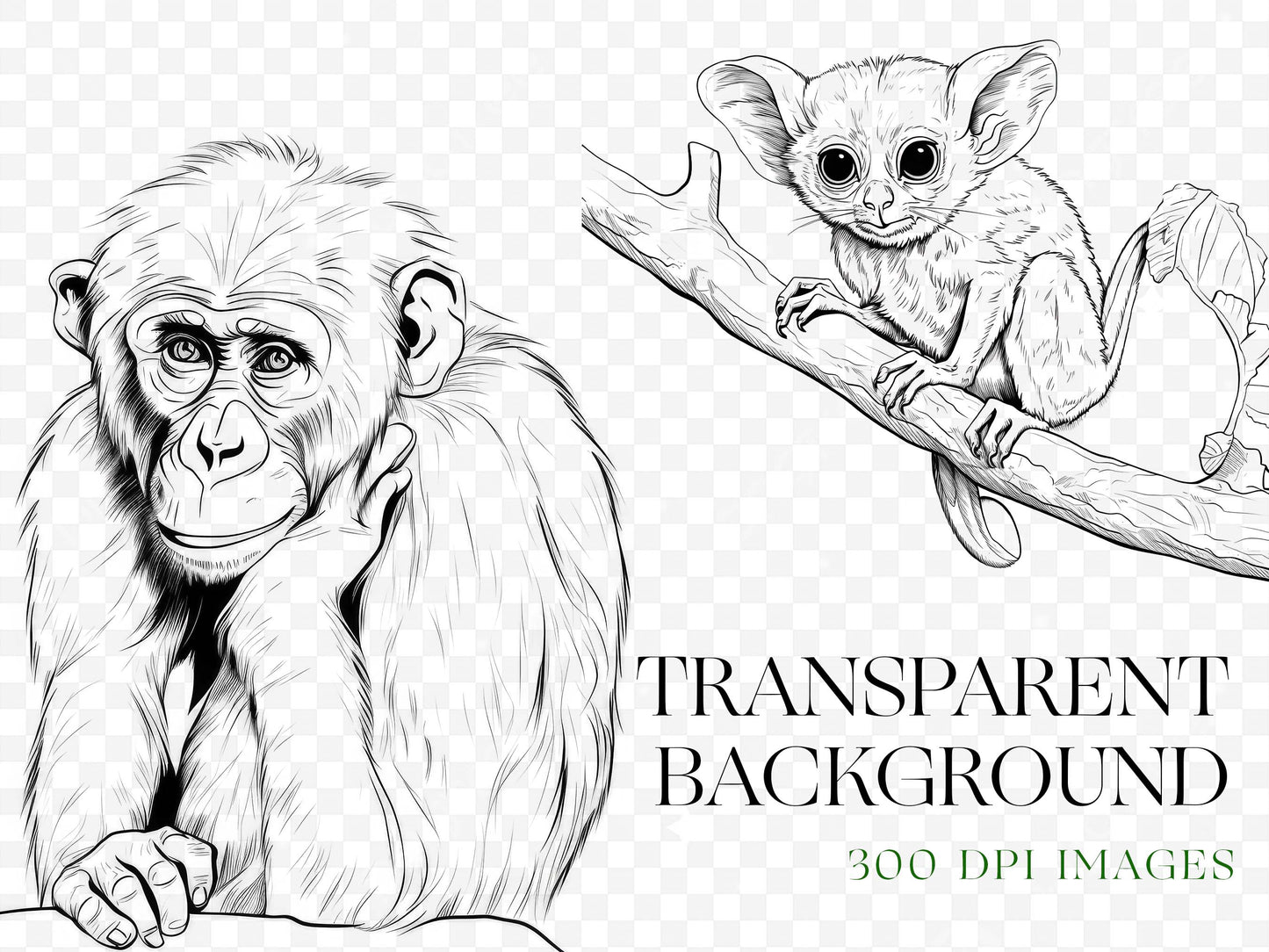 Monkey PNG