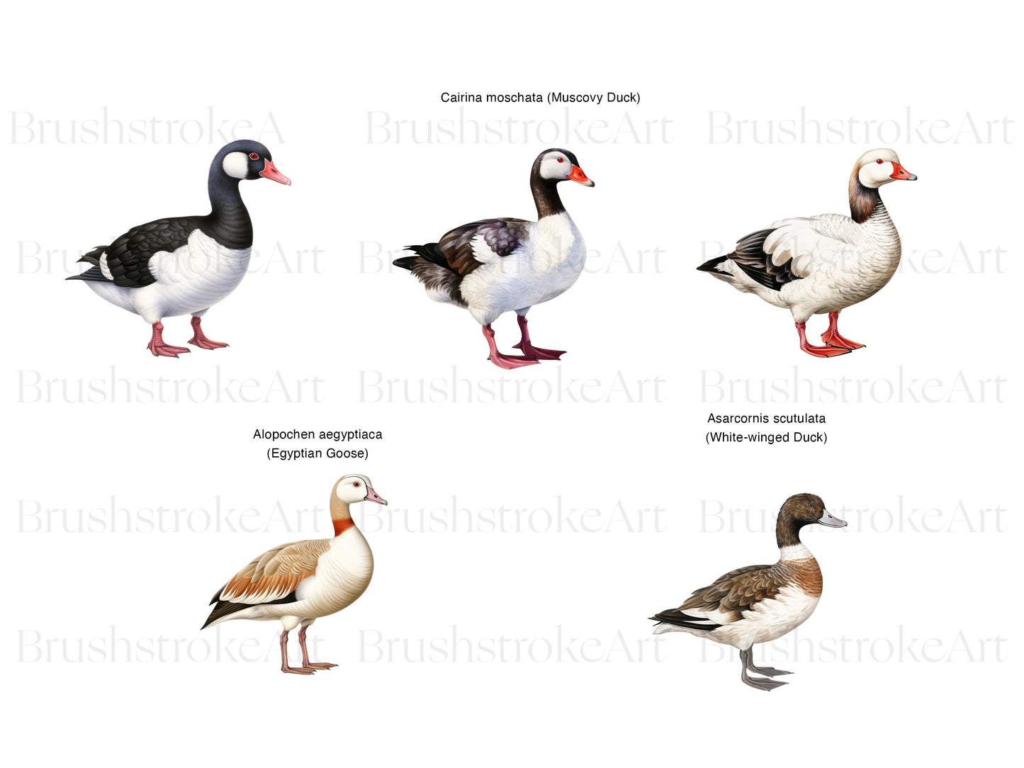 Muscovy Duck Clipart