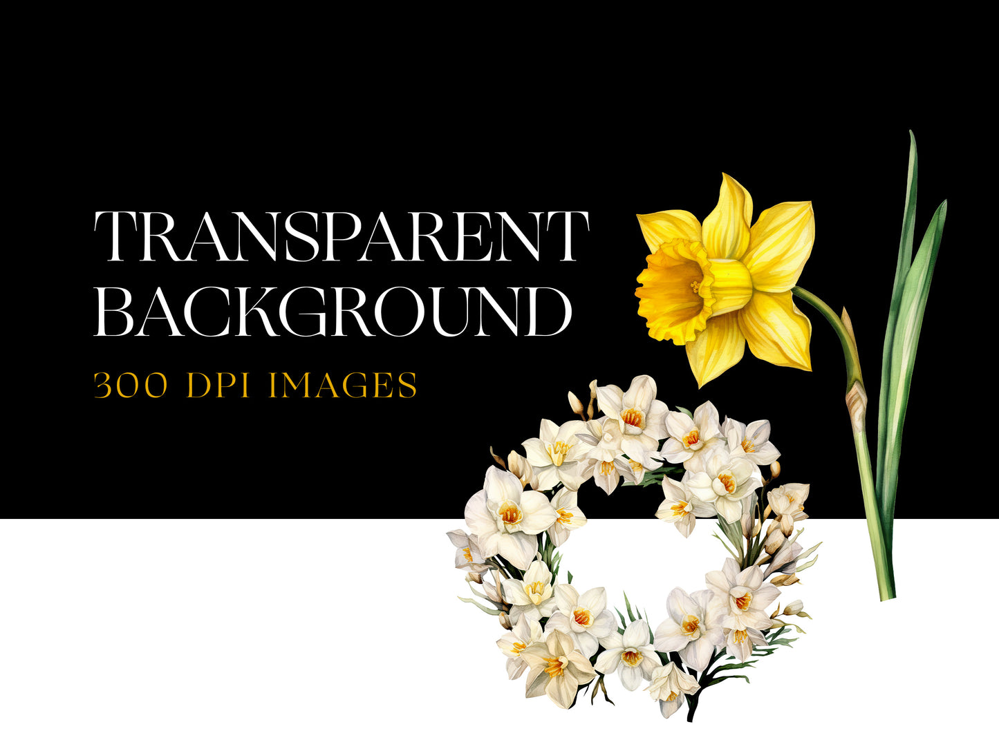 Narcissus png
