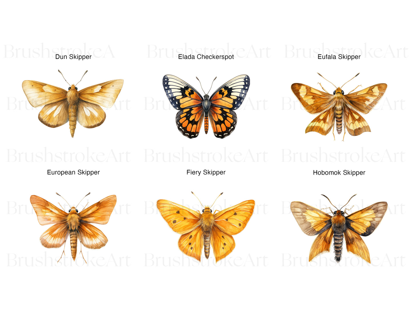 Orange Butterfly