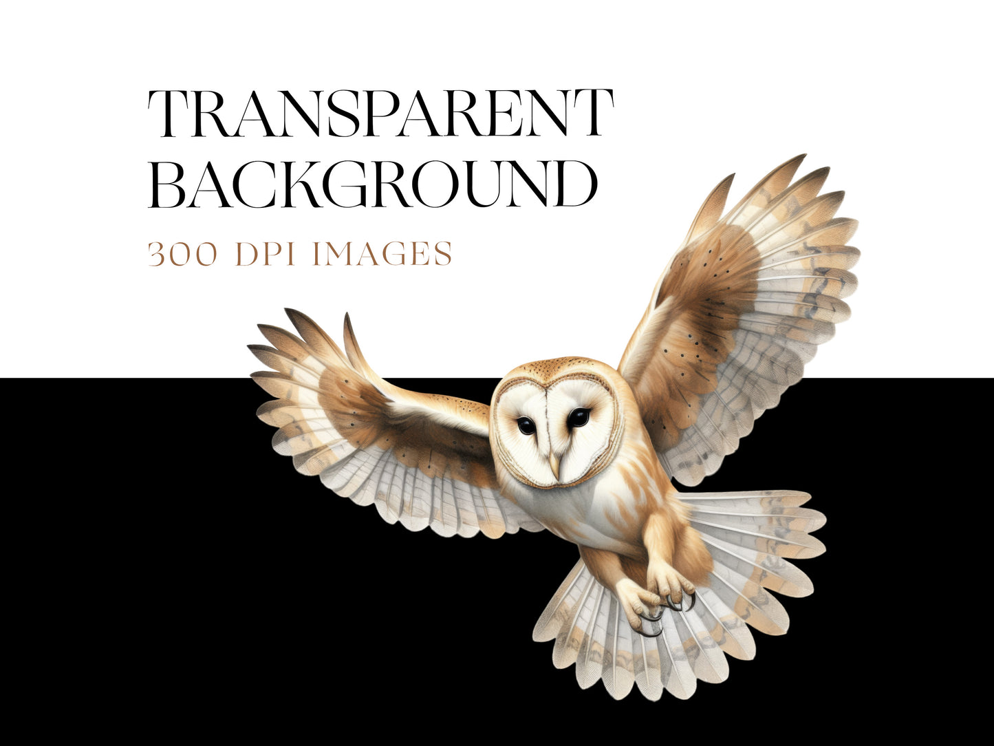 Owl PNG