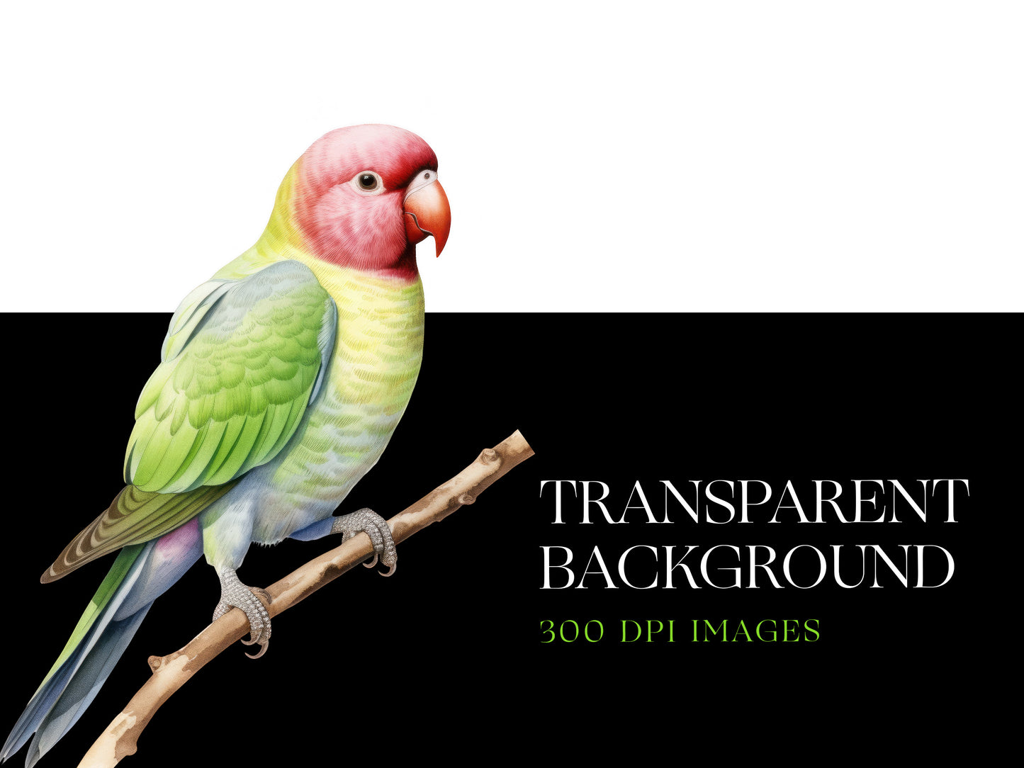Parakeet PNG