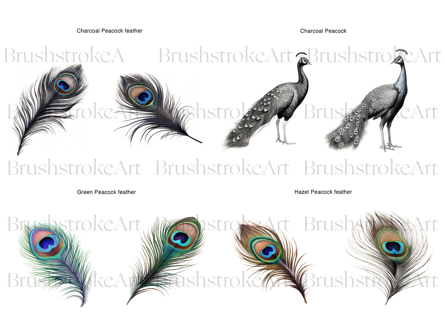 Peacock Feather PNG