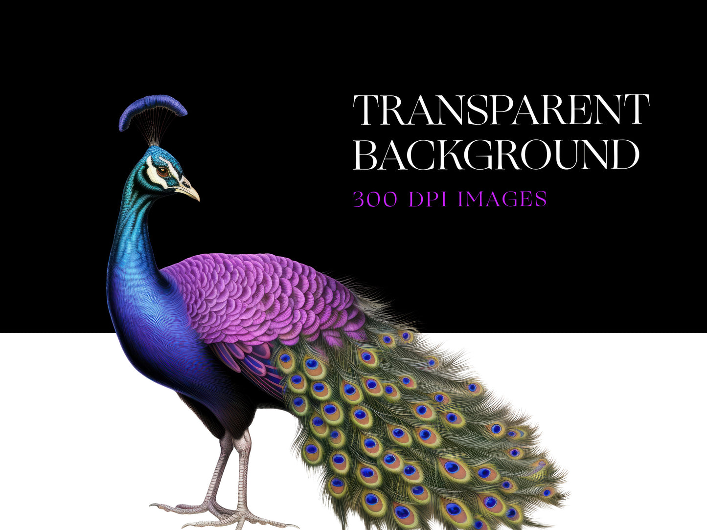 Peacock PNG