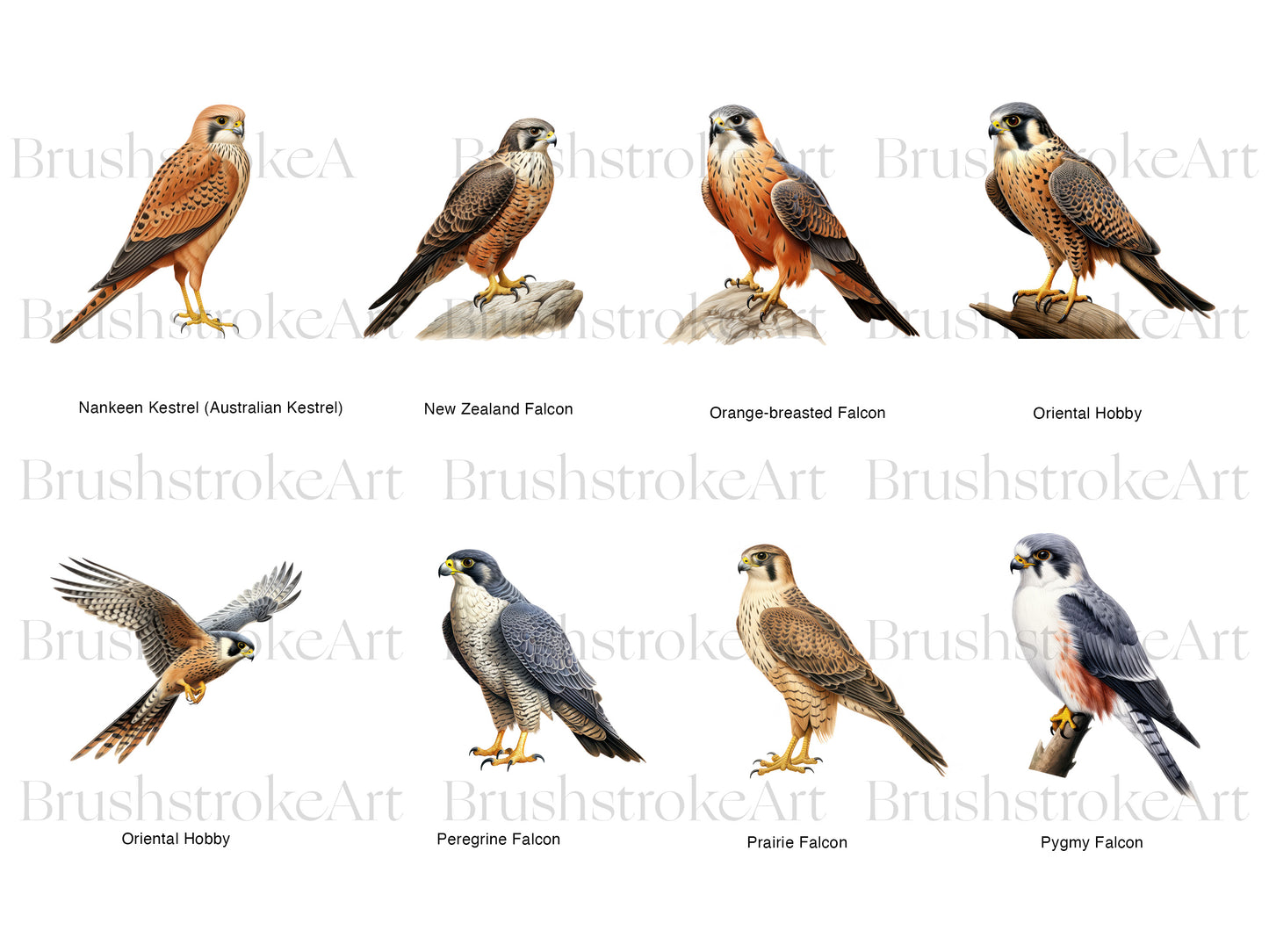 Peregrine Falcon