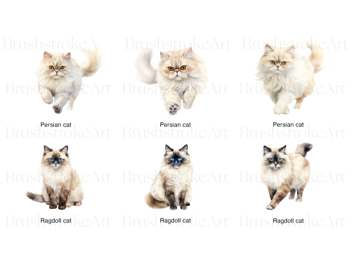 Persian Cat