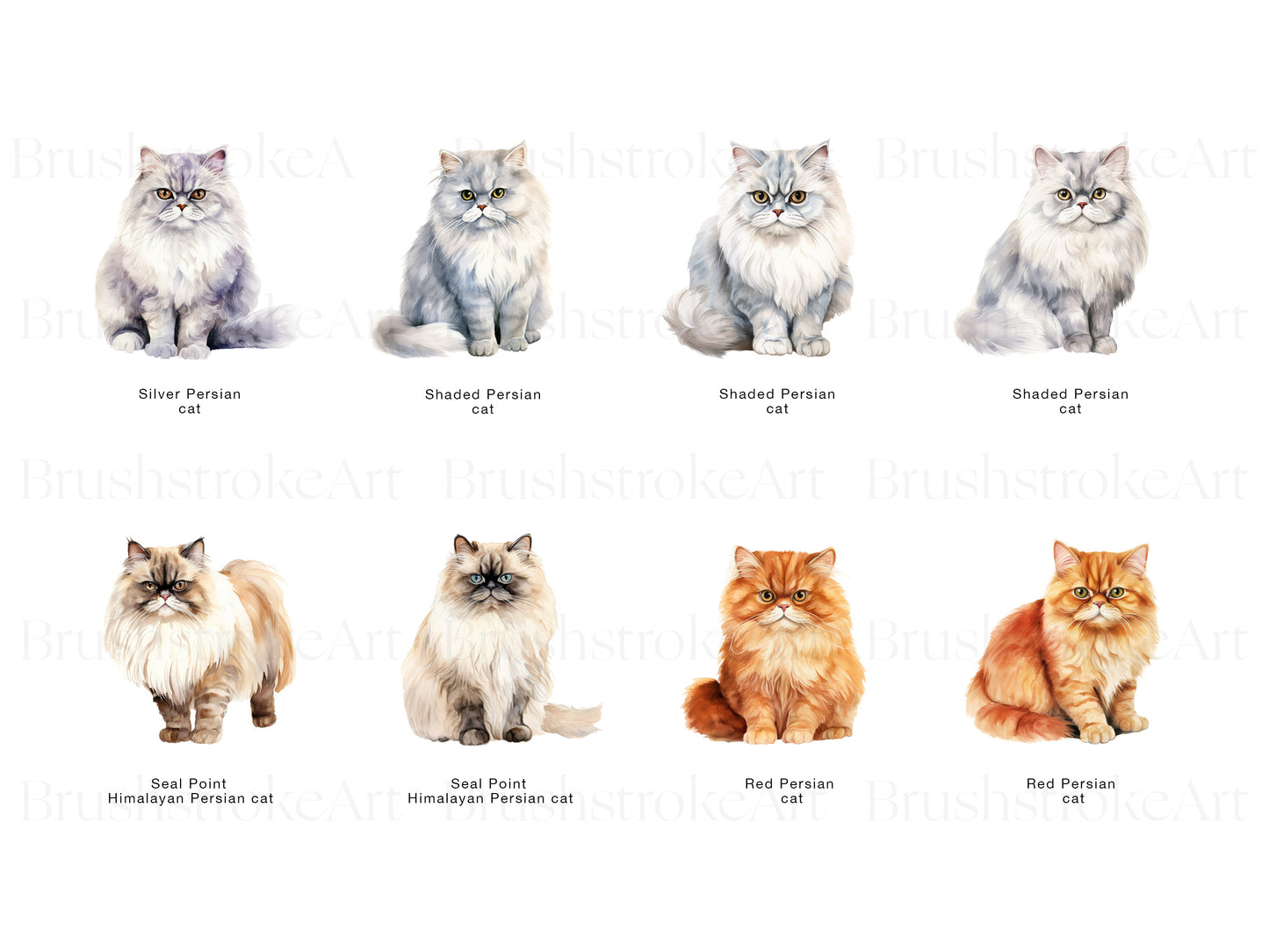 Persian Kitten PNG