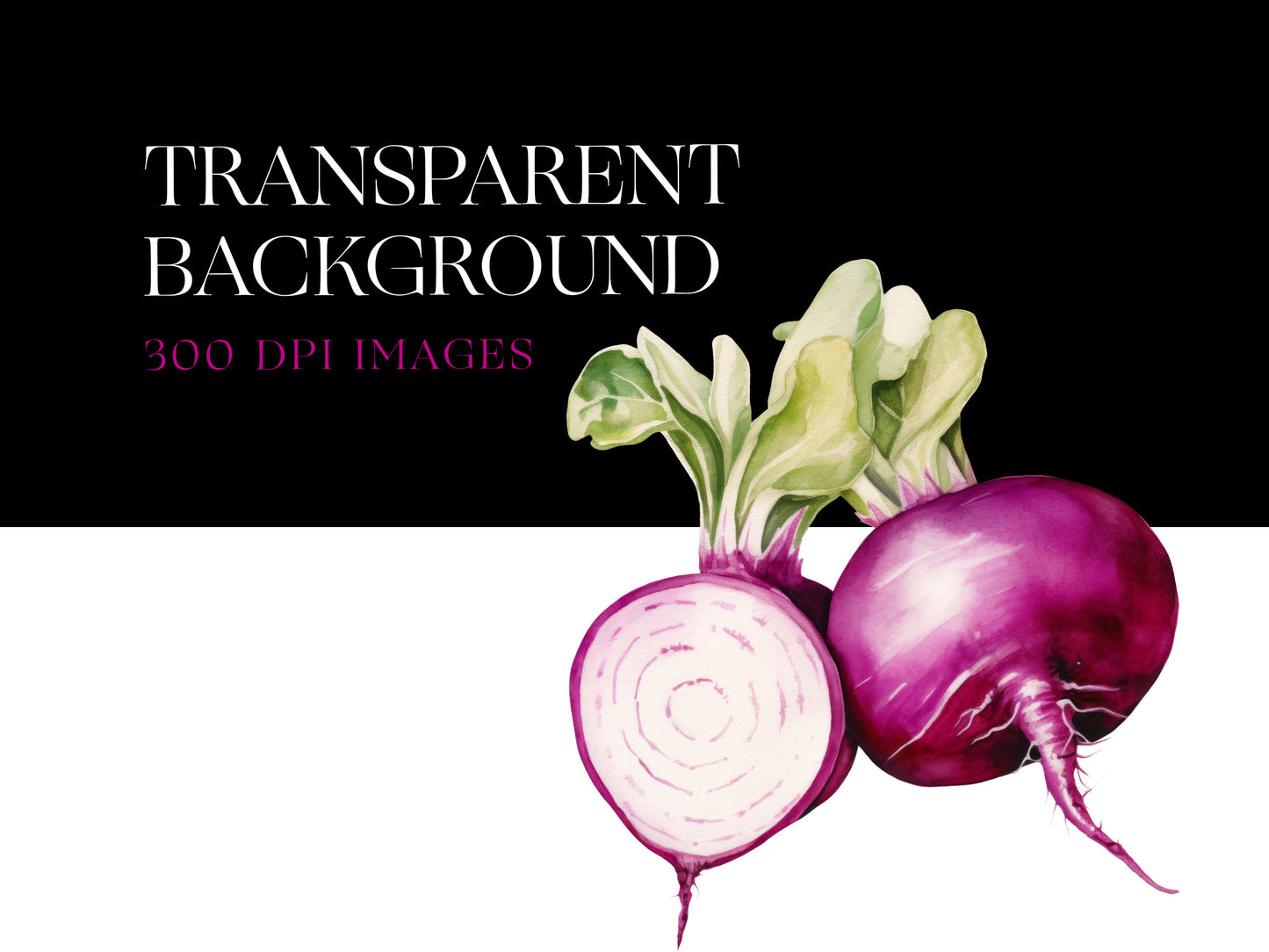 Radish PNG