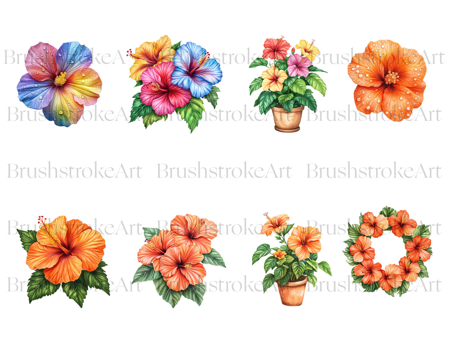 Rainbow Hibiscus