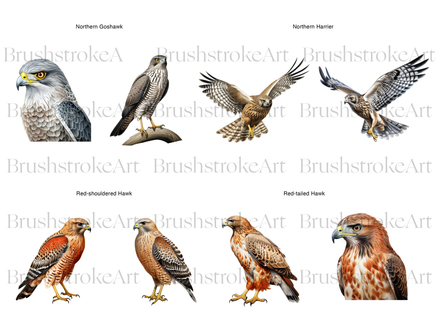 Red-Tailed Hawk