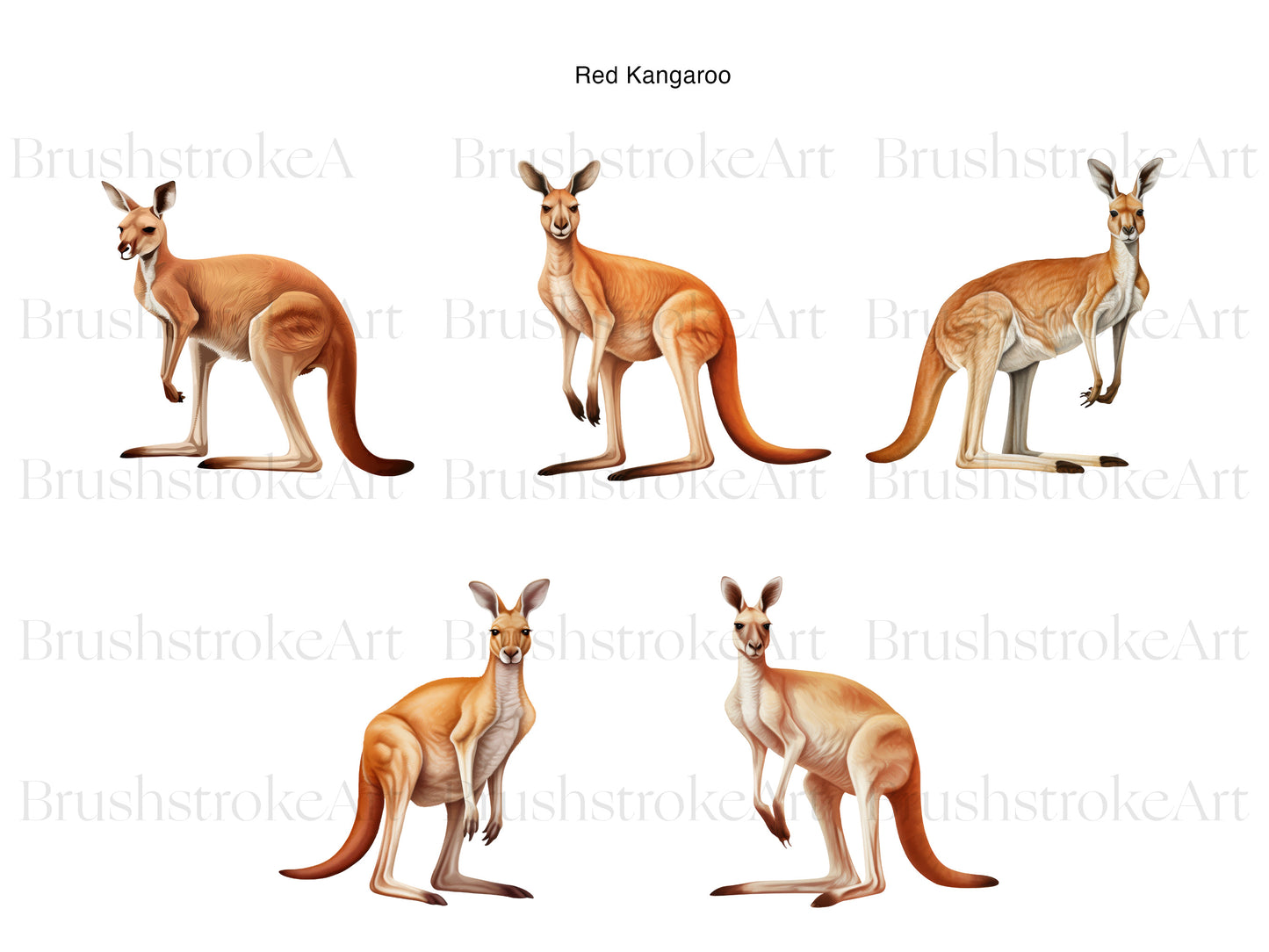 Red Kangaroo