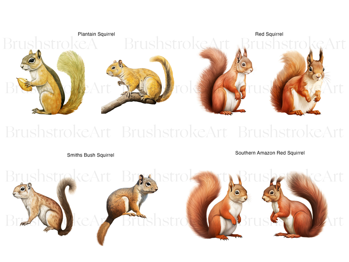 Red Squirrel Clipart