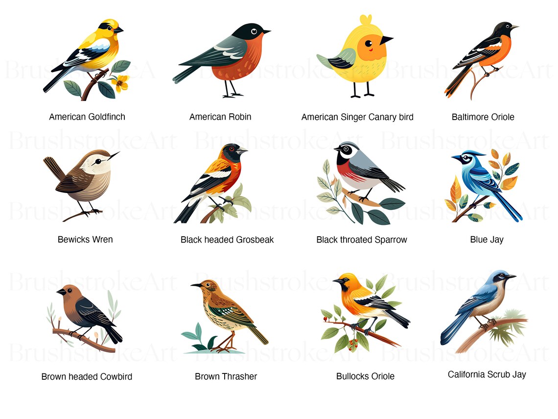 Robin clipart
