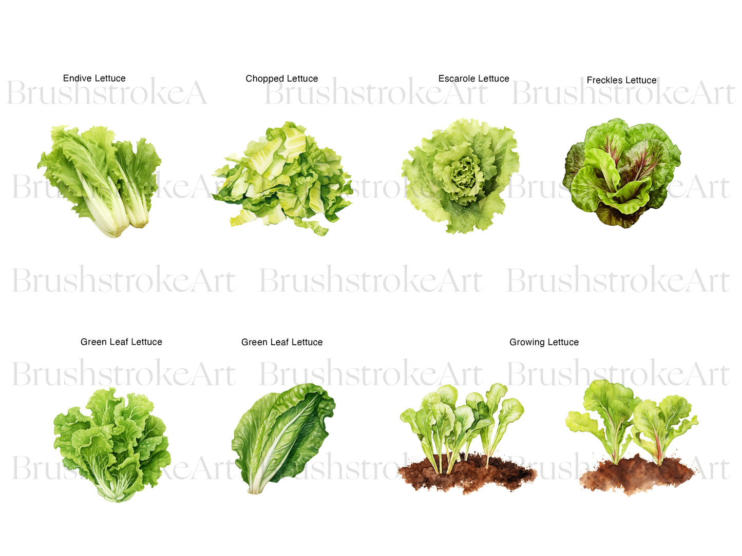 Romaine Lettuce
