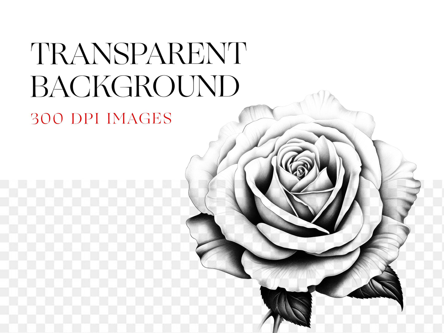 Rose PNG